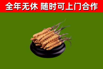 丰县烟酒回收冬虫夏草.jpg